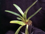 Paph. parishii.jpg