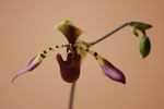 2489_Paphiopedilum lowii 4n.jpg