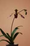 2492_Paphiopedilum lowii 4n.jpg