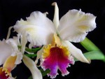 2430e84424bd.jpg Cattleya rex  from Ayacucho.jpg