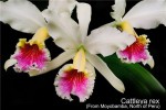 a5211cda5f12.jpg  Cattleya rex from Moyobamba.jpg