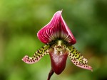 Paphiopedilum Shin-Yi Apple-forum.jpg