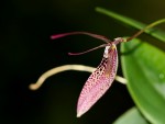 Restrepia guttulata 'big'-forum.jpg