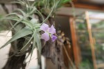 Tillandsia nana.jpg