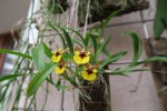 Oncidium croesus.jpg