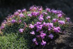 Dianthus erinaceus ssp. alpinus.jpg