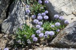 Globularia incanescens.jpg