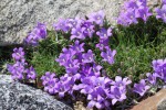 Edraianthus dinaricus.jpg