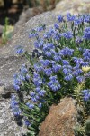 Moltkia petrea.jpg