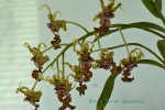 Dendrobium spectabilis.jpg