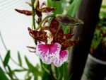 orchideje 23404.jpg