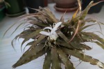 Cryptanthus.jpg