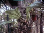 Stanhopea tigrina_ rostlina.jpg