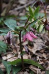 Helleborus purpurascens.jpg