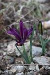 Iris reticulata J.S.Dijt.jpg