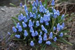 Muscari azureum.jpg