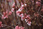 Viburnum fragrans.jpg