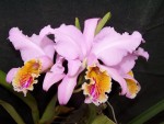 Cattleya mosiae.jpg