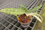 Paph.jpg