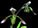 Paphiopedilum haynaldianum-.jpg