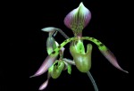 Paphiopedilum haynaldianum--.jpg