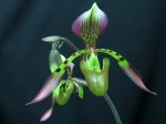 Paph.h-.jpg