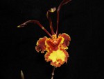 Psychopsis Mariposa Twins.jpg