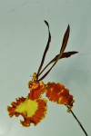 Psychopsis papilio 2016 2.jpg