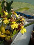 Oncidium.jpg