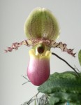 Paphiopedilum-pinocchio.jpg