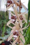 coelogyne pandur_copy.jpg