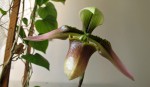 Paphiopedilum appletonianum.jpg