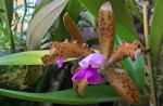 Cattleya leopoldii.jpg