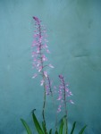 stenoglottis longifolia 66.JPG