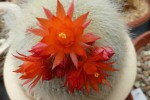 Brasilicactus haselbergii.JPG