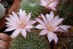 Rebutia karwinskiana.JPG