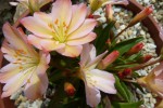 Lewisia tweedy.JPG