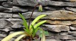 Paph.druryi.jpg