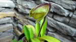 Paph.druryi--.jpg