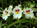 miltonia_copy.jpg