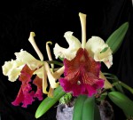 Cattleya dowiana.jpg