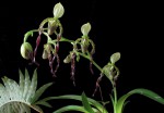 Paphiopedilum parishii.jpg