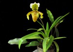 Paphiopedilum exul.jpg