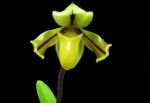 Paph. druryi.jpg