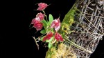 Lepanthes tsubotae.jpg