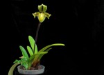 Paph. druryi (2).jpg