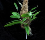 Bulbophyllum Elizabeth Ann 'Jean'.jpg