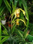 phragmipedium humboldtii x longifolium 35.JPG