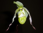 phragmipedium pearcei 14.JPG