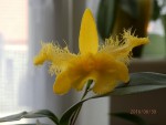P6300078-male.jpg